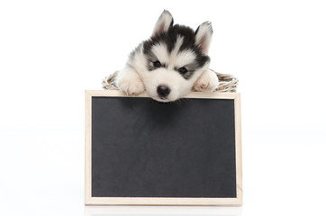 Cute siberian husky puppy holding chalk board  isolated