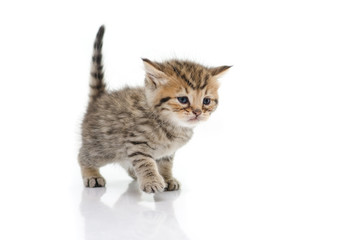 Cute tabby kitten on white background