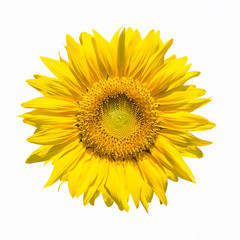 sunflower flower isolated