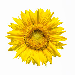 Fototapeta premium sunflower flower isolated