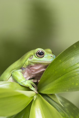 Australian Green Tree Frog