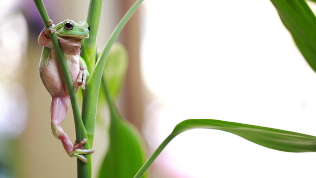 Australia Green Tree Frog