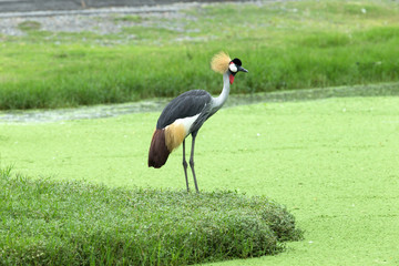 Crowned Crane