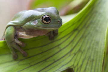 Australian Green Tree Frog