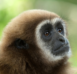 gibbon