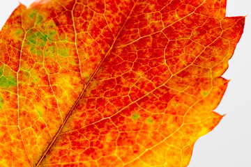 autumn leaf macro
