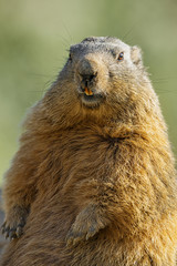 marmot on a medow
