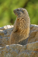 marmot on a medow