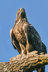 Aquila chrysaetos - eagle