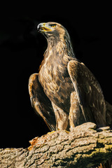 Aquila chrysaetos - eagle