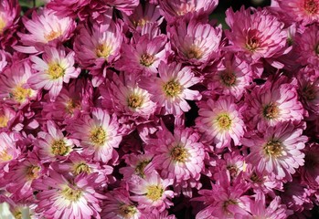 Хризантемы