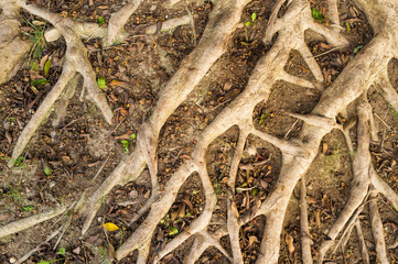 Aerial roots