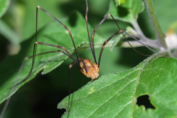 Opilionide tra le foglie
