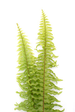 Green fern on white background