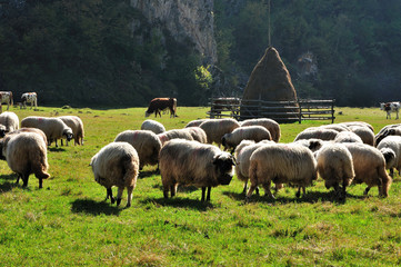 Flock of merino sheep pasture at autumn