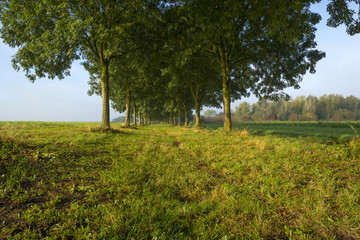 Trees along a road through the countryside