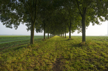 Trees along a road through the countryside