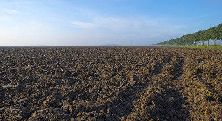 Trees along a plowed field at fall