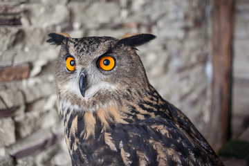 A beautiful captive owl
