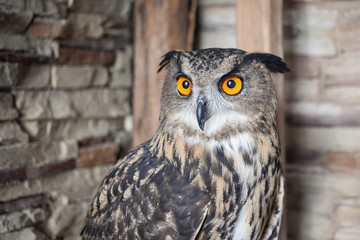 Beautiful captive owl
