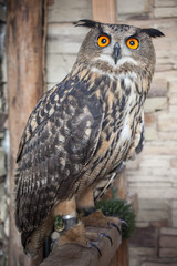 A beautiful captive owl