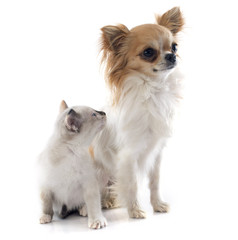 chihuahua and siamese kitten