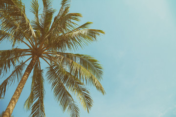 Fototapeta na wymiar Vintage toned palm tree over sky background with copy space