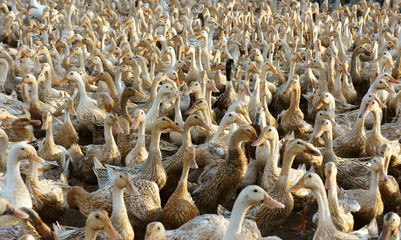 Flock of white duck