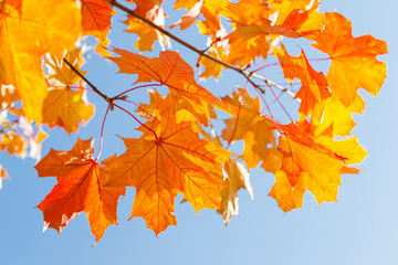 yellow-orange autumn maple leaves