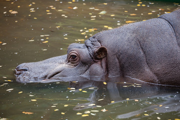 The head close up of hippo in the water.