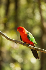 King Parrot bird on a branch