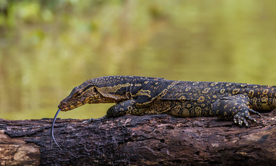 Close up Monitor lizards(Varanus varius) taking sunbathe