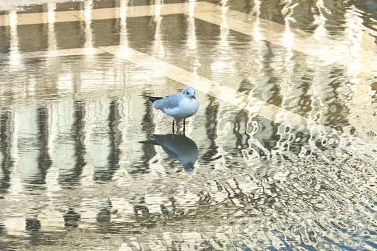 Fototapeta Gabbiano e acqua alta