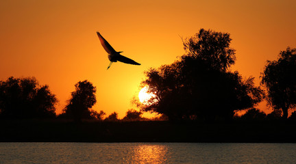 bird silhouette on sunset background
