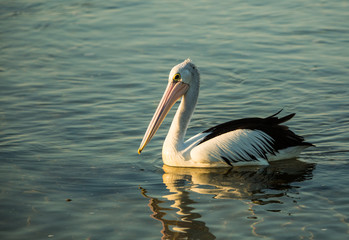 Pelican swimming at sunset