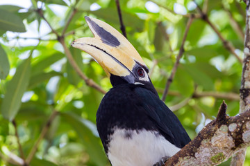 Close up Oriental pied hornbill(Anthracoceros albirostris)