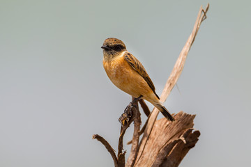 Close up of  Stejneger's Stonechat (Saxicola stejnegeri)