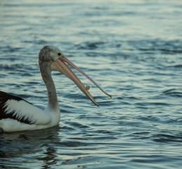 Pelican catching food with his beak