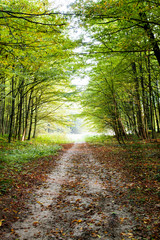 Obraz premium Nature. Beautiful morning scene in the forest