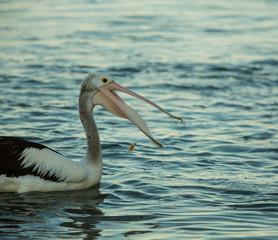Pelican catching food with his beak