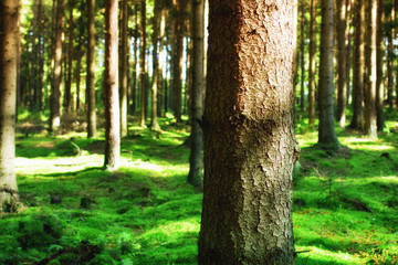 Forest and sun rays