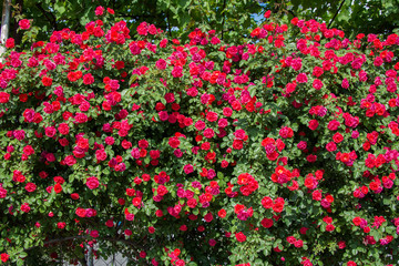 Fototapeta premium Bush of roses on bright summer day