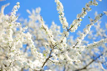 apple tree with many flowers
