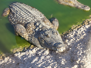 large American alligator