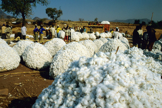 raccota cotone produzione tipica del camerun