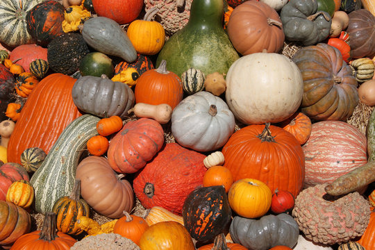 Colorful pile of pumpkins.