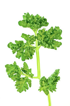 Fresh green branch of parsley isolated on white background