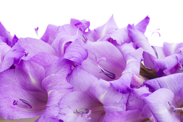 Fototapeta na wymiar biorder of gladiolus flowers