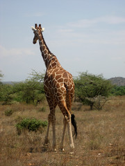Reticulated Giraffe, Africa