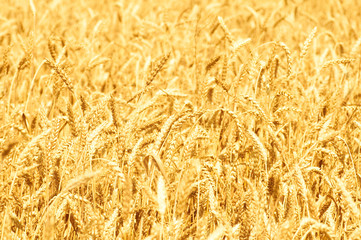 Ripe yellow ears of wheat